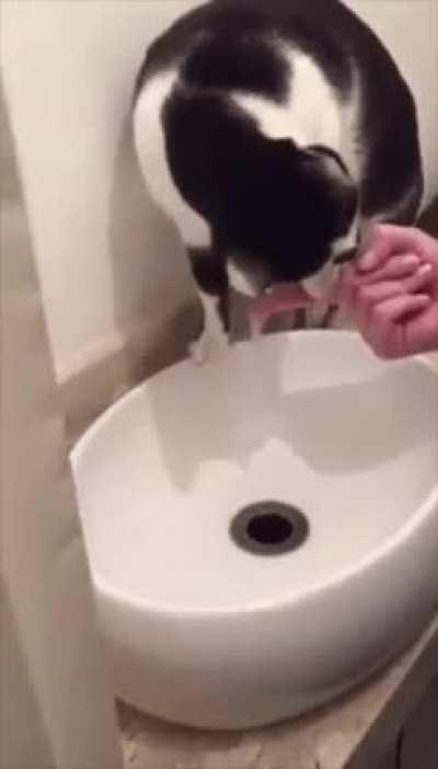 hey hooman, dont move your finger. I SAID DO NOT MOVE YOUR FINGER