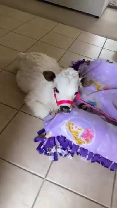 Cow in the house 🏡❤️🐮