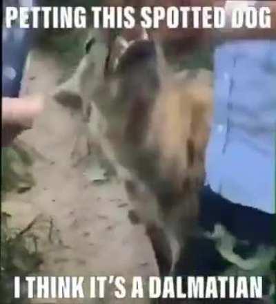 Dog