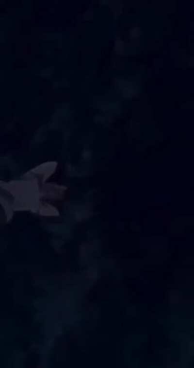 i found this edit and its very suitable for using as a live wallpaper so feel free to use it if u want idk