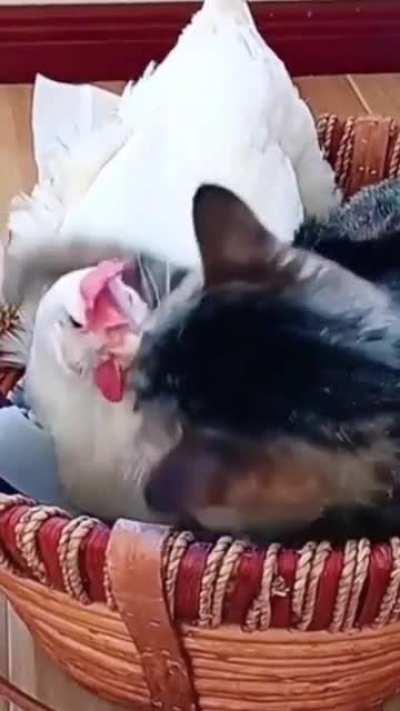 Kitten and Chicken are bros