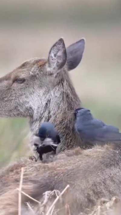 Deer helps birds with fur to build the nest