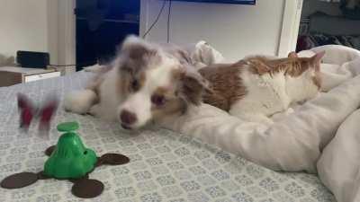 Best friends playing together