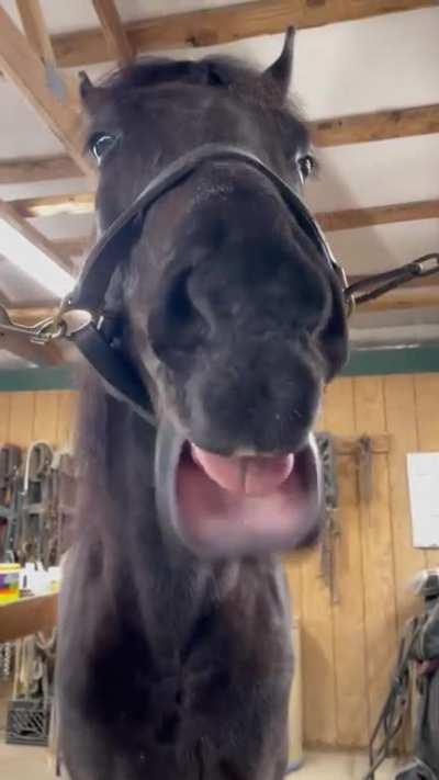 Meet Karl, the show horse comedian