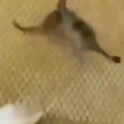 Desafio entender oq tá acontecendo aqui