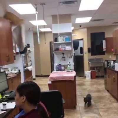 Catculation over 9000! - Cat jumps into catbed and goes straight into kneeding