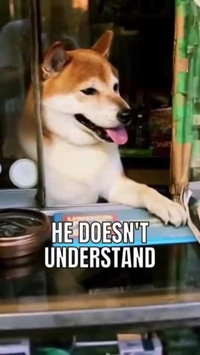 Shopkeeper Shiba Inu in Japan