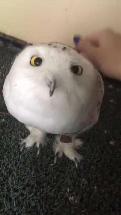 Snowy headpats at Whispering Willow Wild Care (Reuploaded w/ sound)