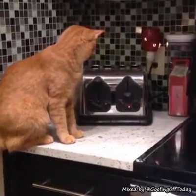 Gatio Scared Of Toaster