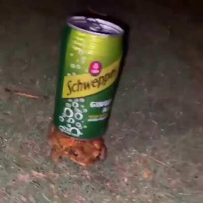 frog with the ginger ale