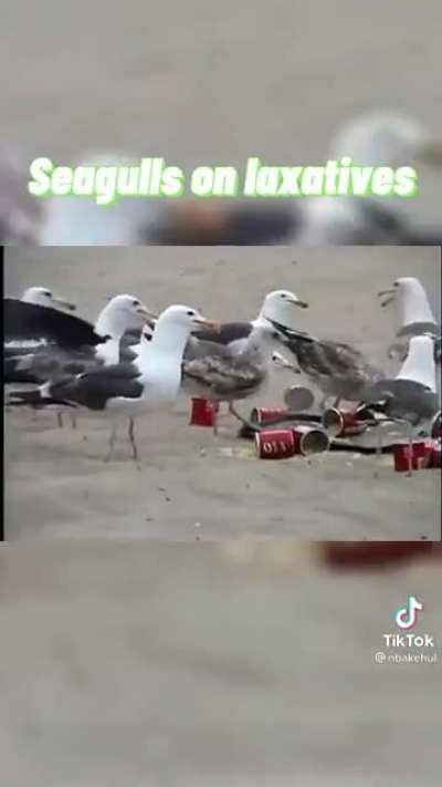 Birds and laxitives
