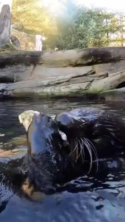 Working hard for a snack