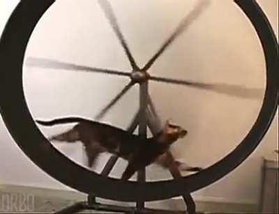 Bengal cats taking turns at the wheel