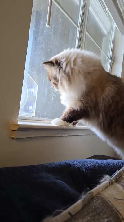 Idris has no idea what to do with his new birdhouse