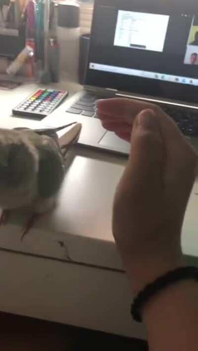 magnet_birb