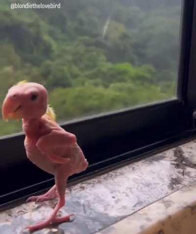 Blondie, a lovebird with Psittacine Beak and Feather Disease (PBFD). Birds suffering this disease exhibit depression, irreversible loss of feathers/beak and claw deformities, and eventually die in a short time. This fella however is going 6year strong.