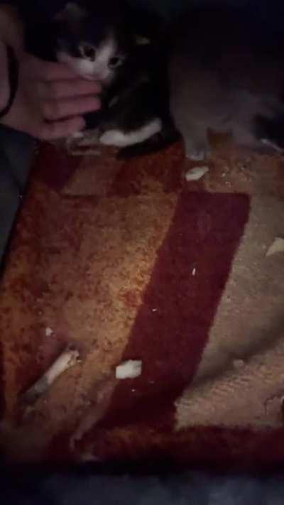 the stray cat that hangs out in our apartment had babies:3 now meet our 5 week old babies