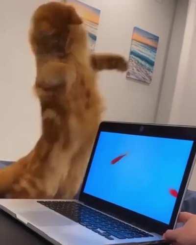 to attack the fishies