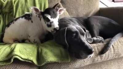 When the Baby Cows think that the Dog is a Big Cow