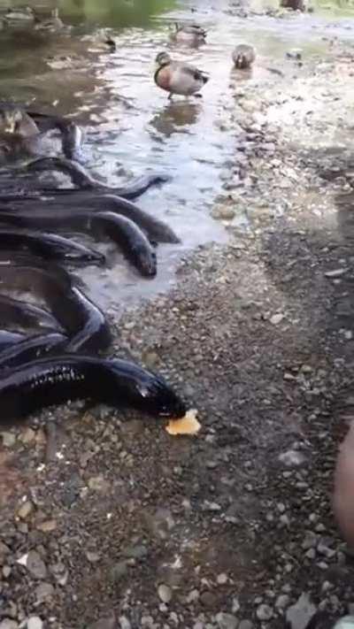 Thought of those damn leeches