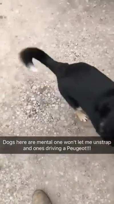 Who let the dogs out