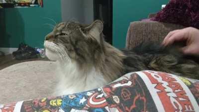 My friend's cat gets licky when he's getting his butt scratched