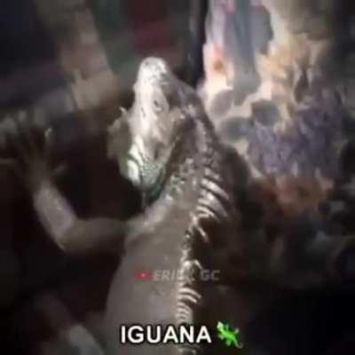 ,🦎🦎😡