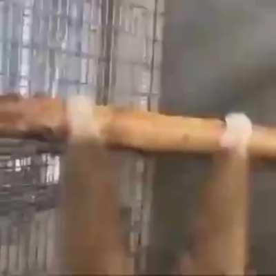 REJECT HUMANITY🤬🤬🤬