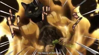 Kono Dio cat
