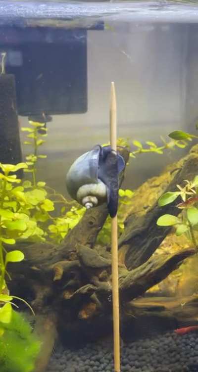 She dancin for that money 🥵🥵