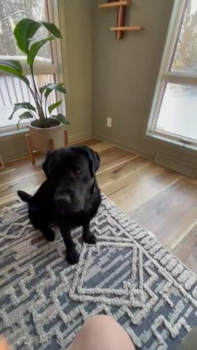 He can catch - just chooses not to.