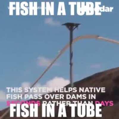 FISH IN A TUBE