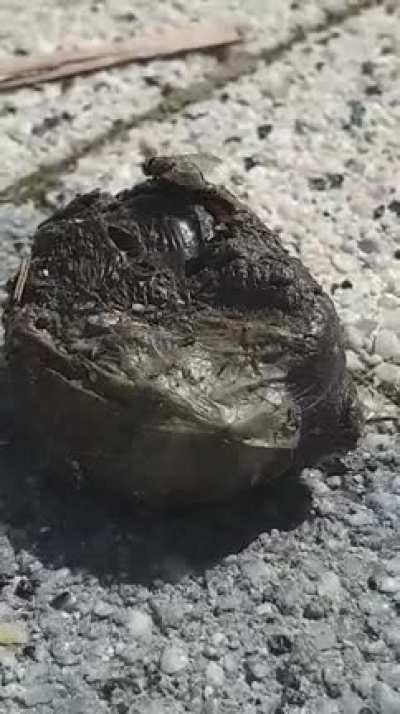 Holly.. A bird just dropped this.. WTF?