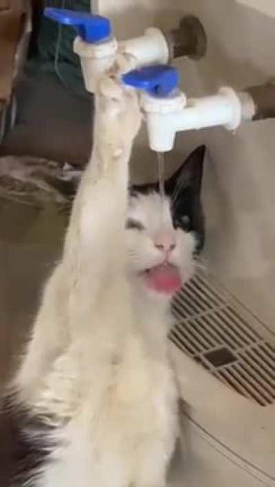 Caught my cat drinking from the water cooler again. Why is she doing it?