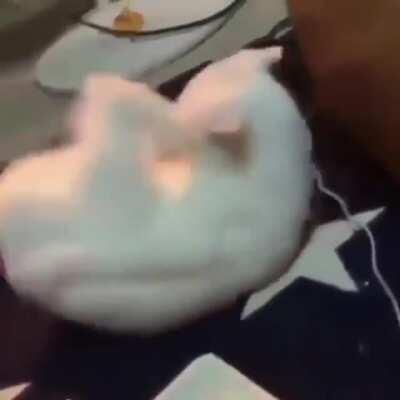 When your cat kicks it's own ass...