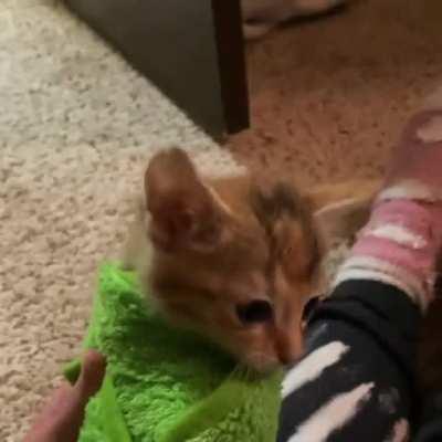 To this day, Athena can’t stand being purritoed