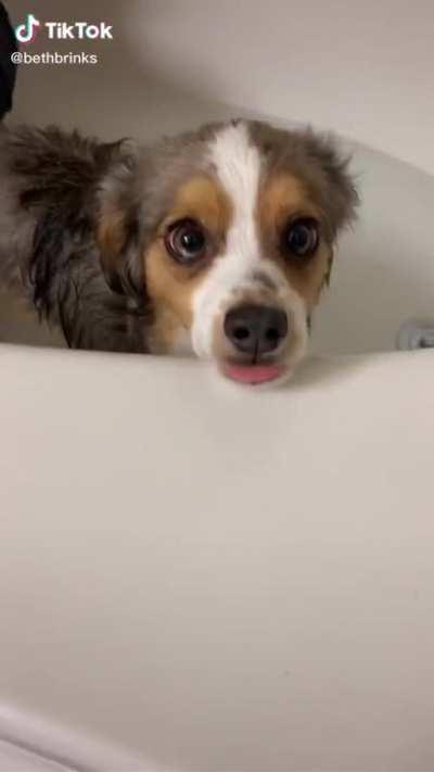 Adorable puppy’s eyes