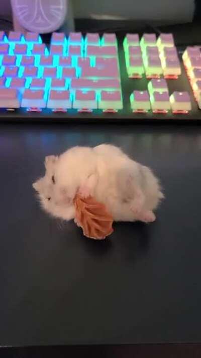 my hamster Sylvester enters another dimension when he is snacking