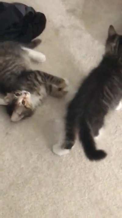 I got these two losers about a week ago. It’s been non stop wrestling matches. I might host a WWE match in my bedroom if this gets enough attention