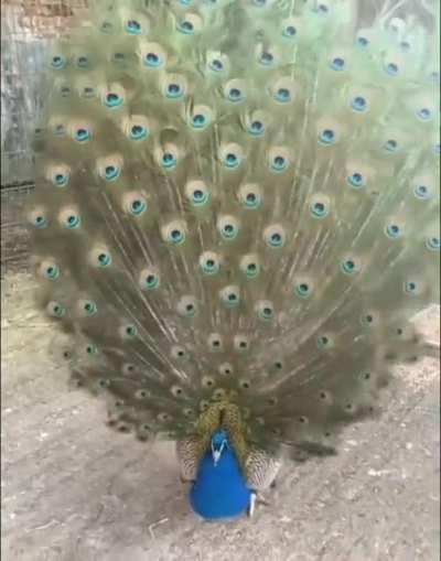 Peacock