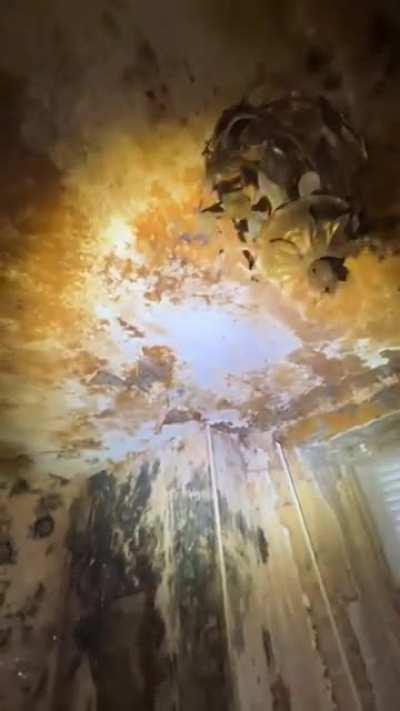 Moldy bedroom