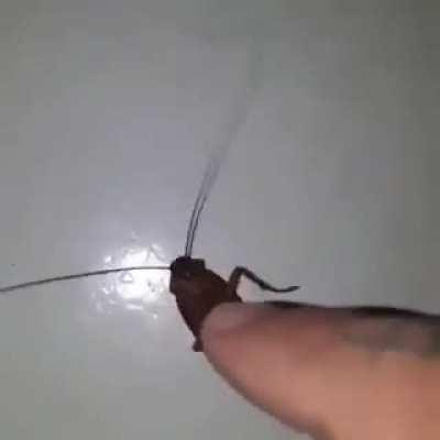 coochie coochie coo 😭🤣🤢 🤮