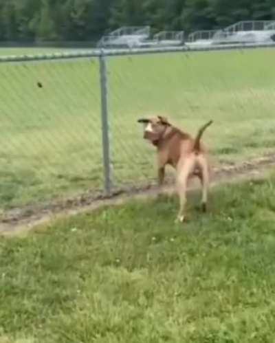 Kajjajaa perro estúpido