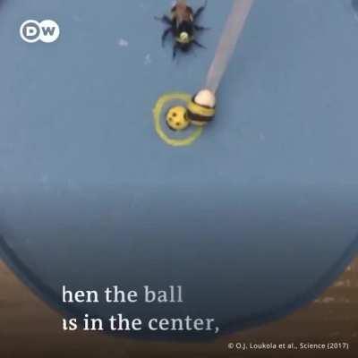 Scientists taught bees how to roll balls for rewards