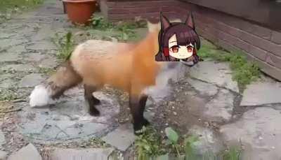 Akagi when there's another girl in a radius of 971ft from Skk