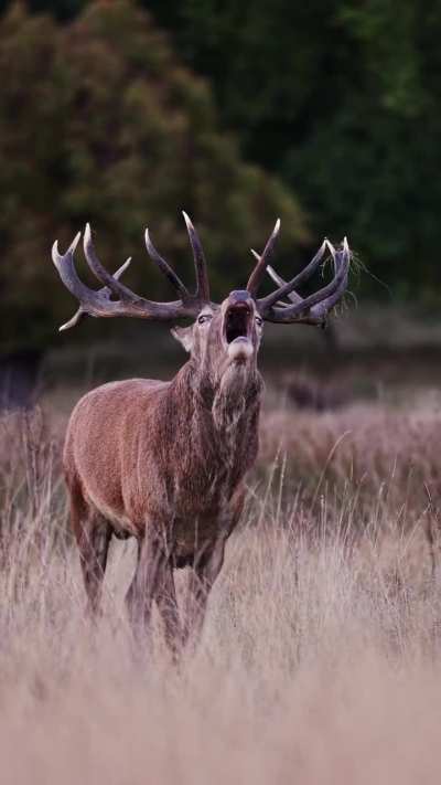 🔥A stag and its long bellow