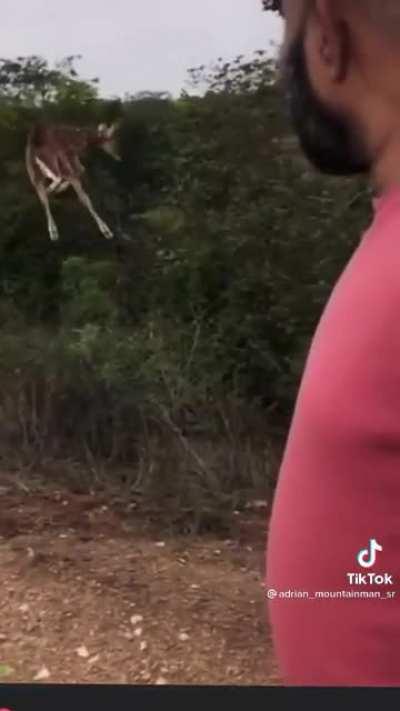 Stupid deer yeeted himself into space.