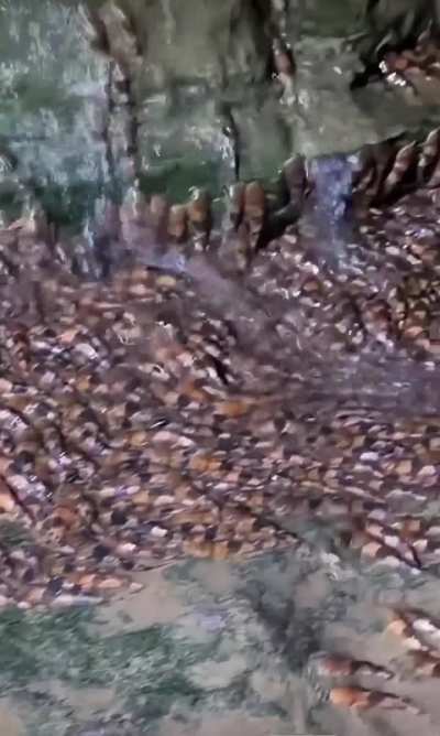 🔥bumblebee catfish documented climbing waterfalls in Brazil to reach spawning waters