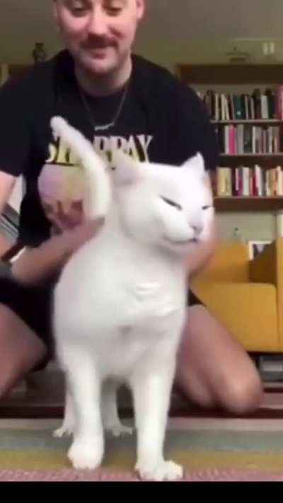 Hello everybody I am torturing my cat