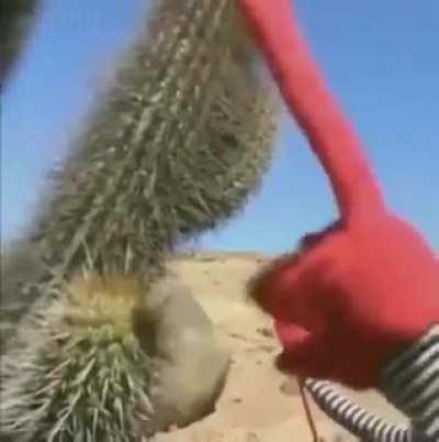 miren lo cactus 😯